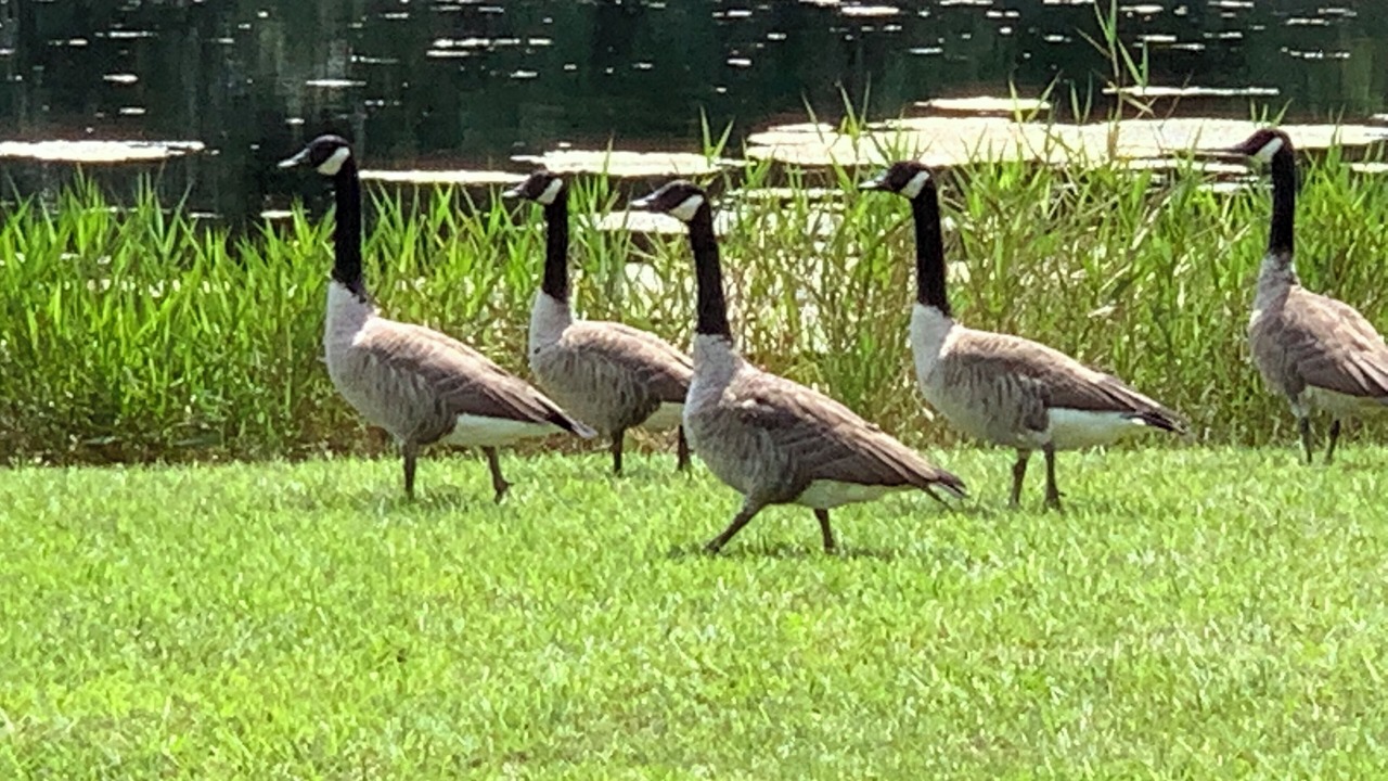 Photo of Others in Orangeburg