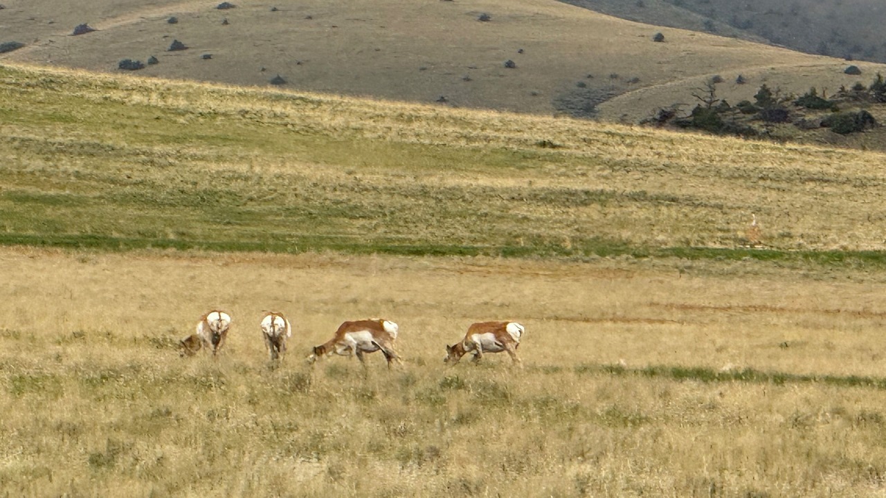 Photo of Others in Shining Mountains