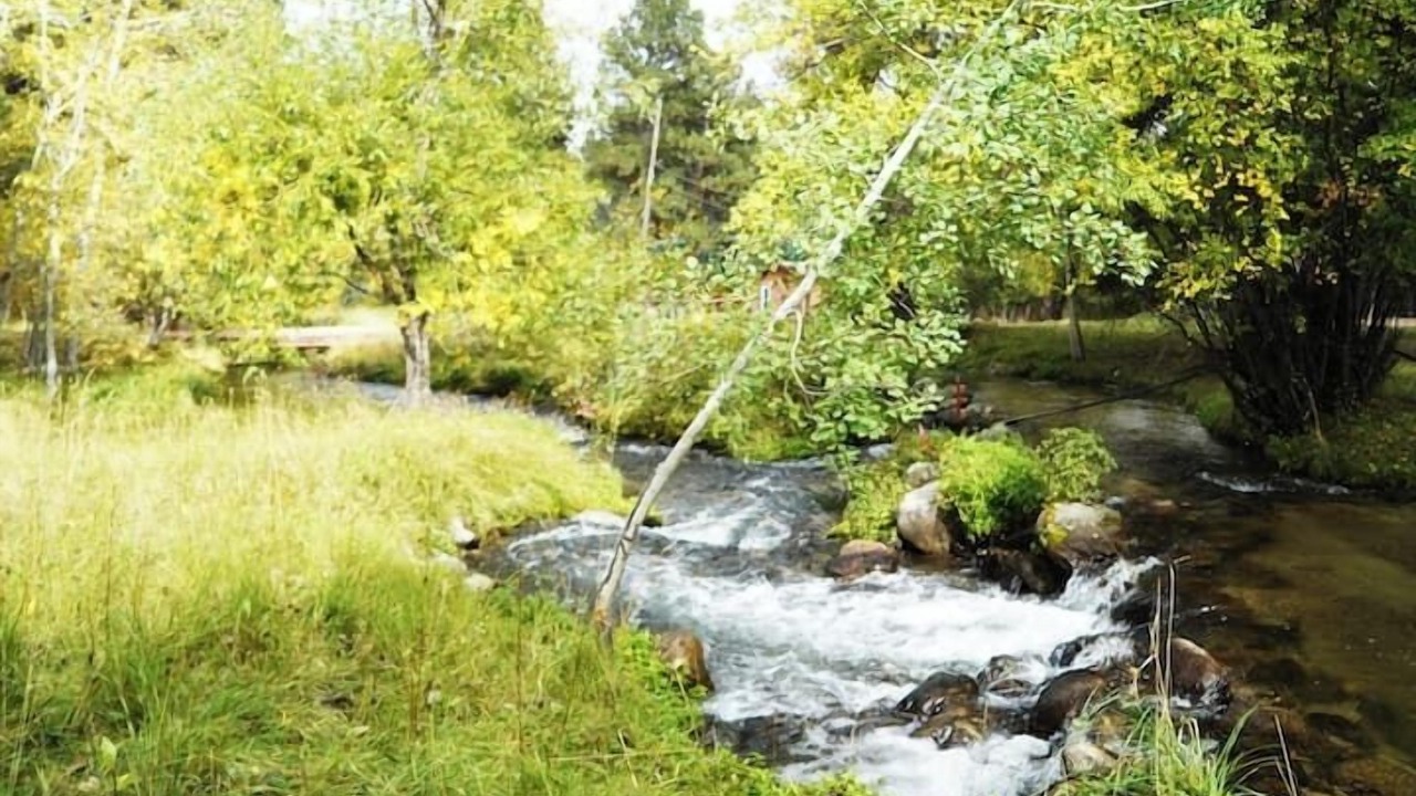 Photo of Others in Saddlestring