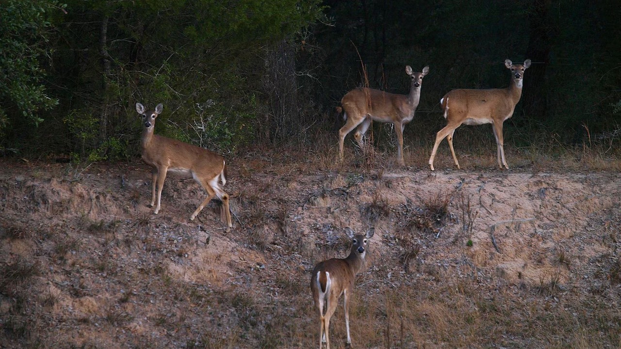 Photo of Outdoor in Cat Spring