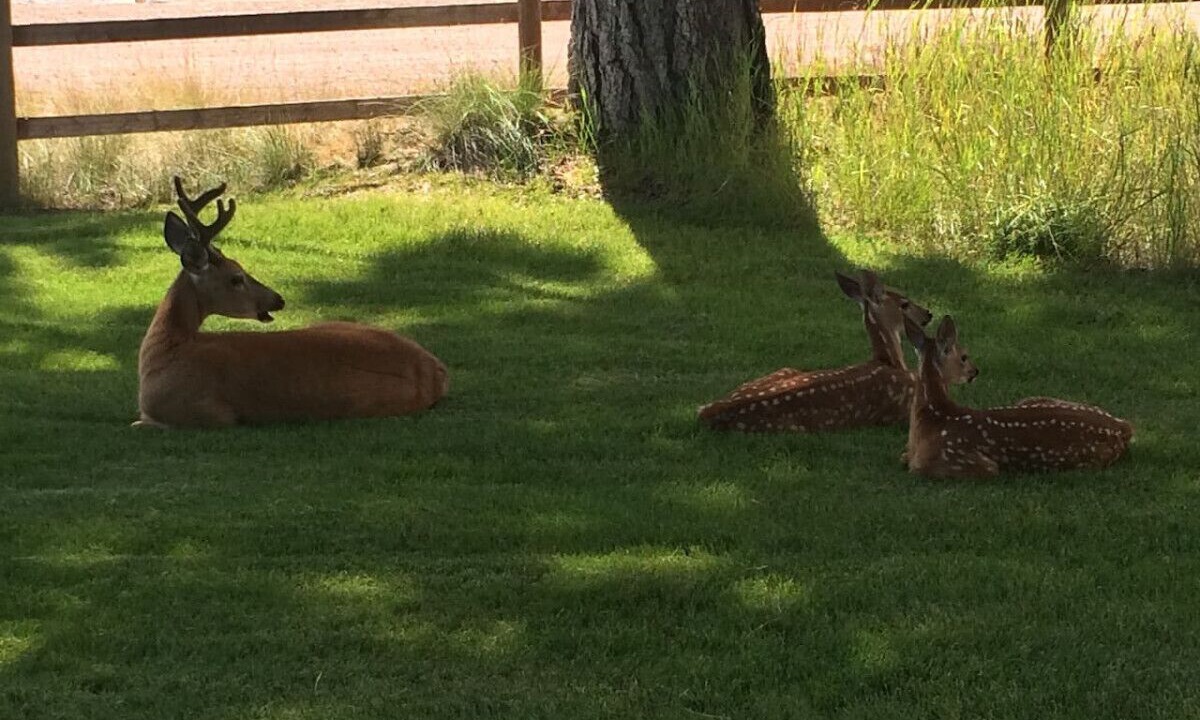 Photo of Others in Seeley Lake