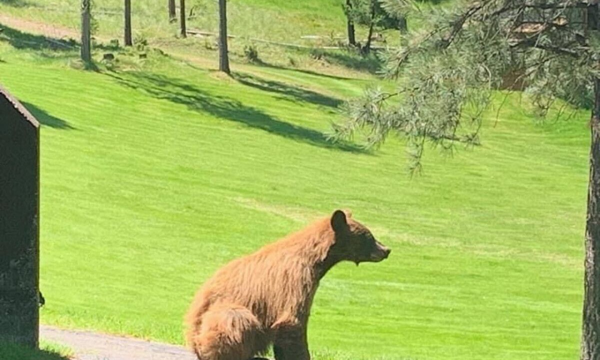Photo of Outdoor in Seeley Lake