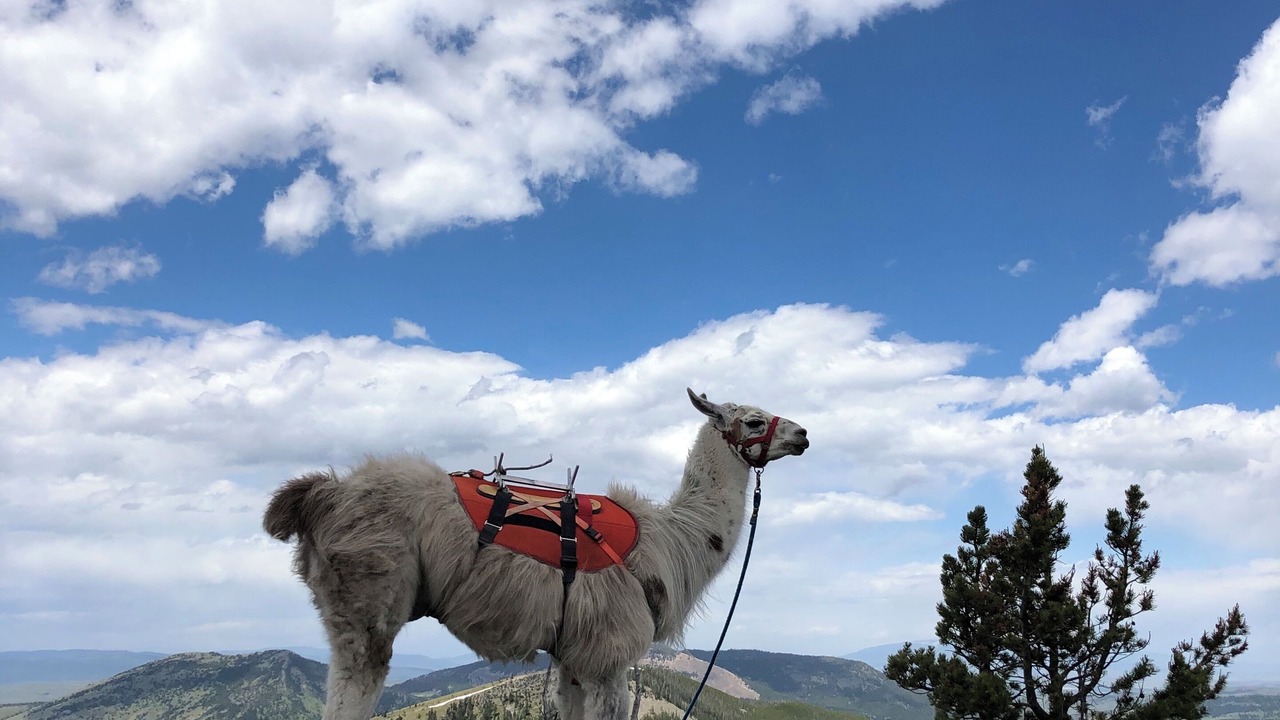 Photo of Others in Missoula