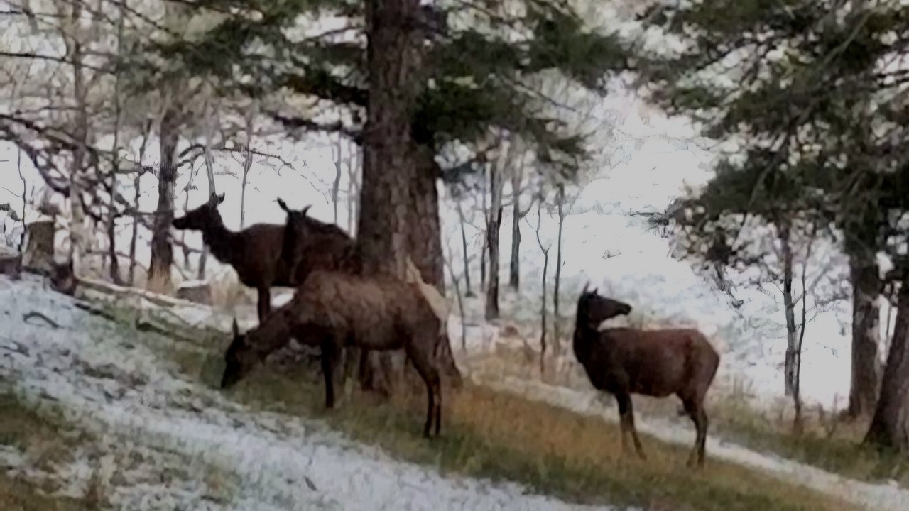Photo of Outdoor in Elliston