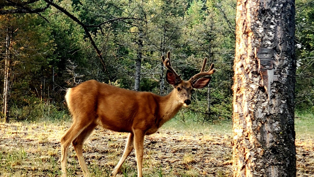 Photo of Outdoor in Elliston