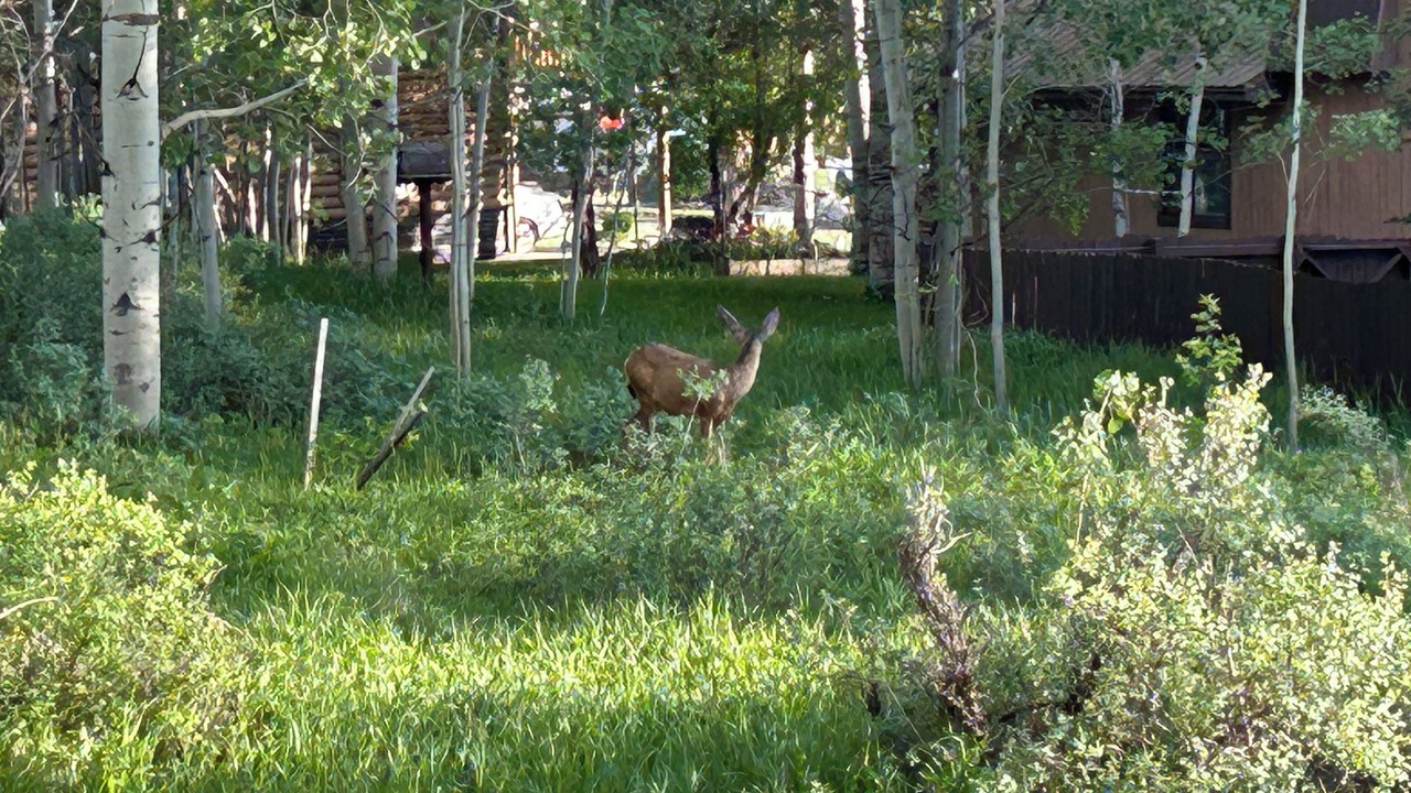 Photo of Outdoor in Star Valley Ranch
