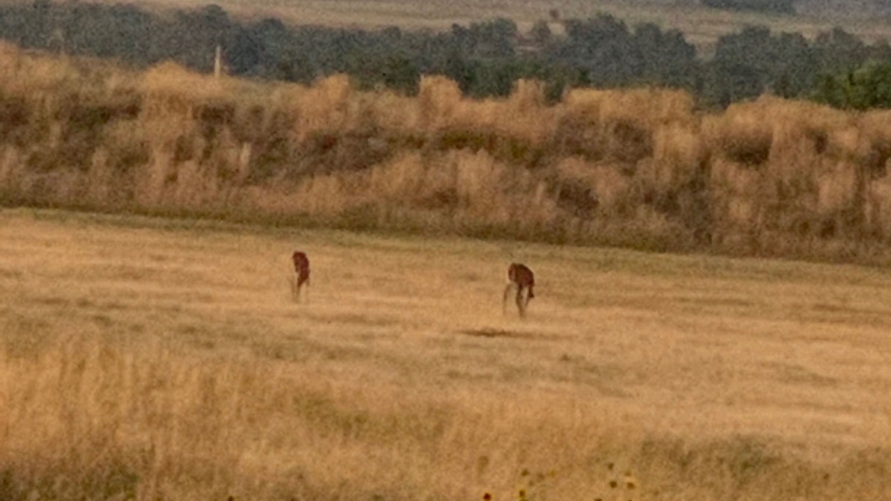 Photo of Others in North Spearfish