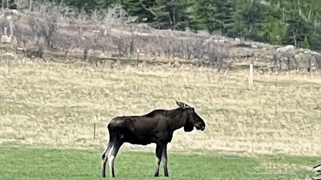 Photo of Others in Roscoe