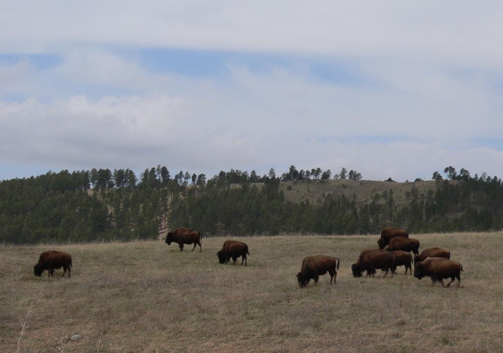Photo of Outdoor in Custer