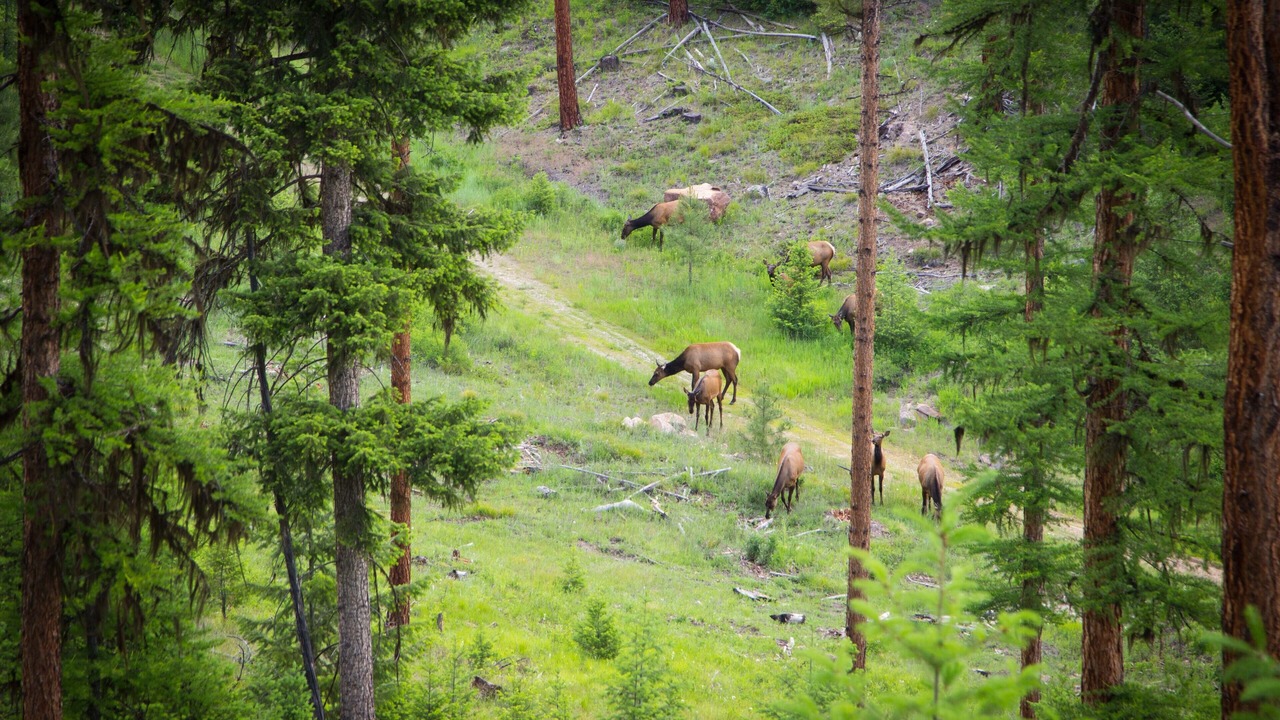 Photo of Others in Missoula