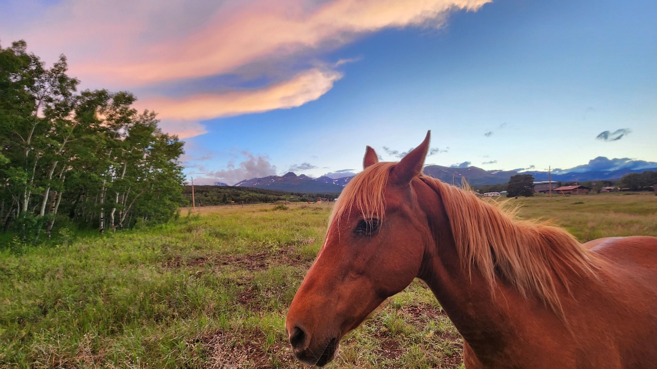 Photo of Others in East Glacier Park Village