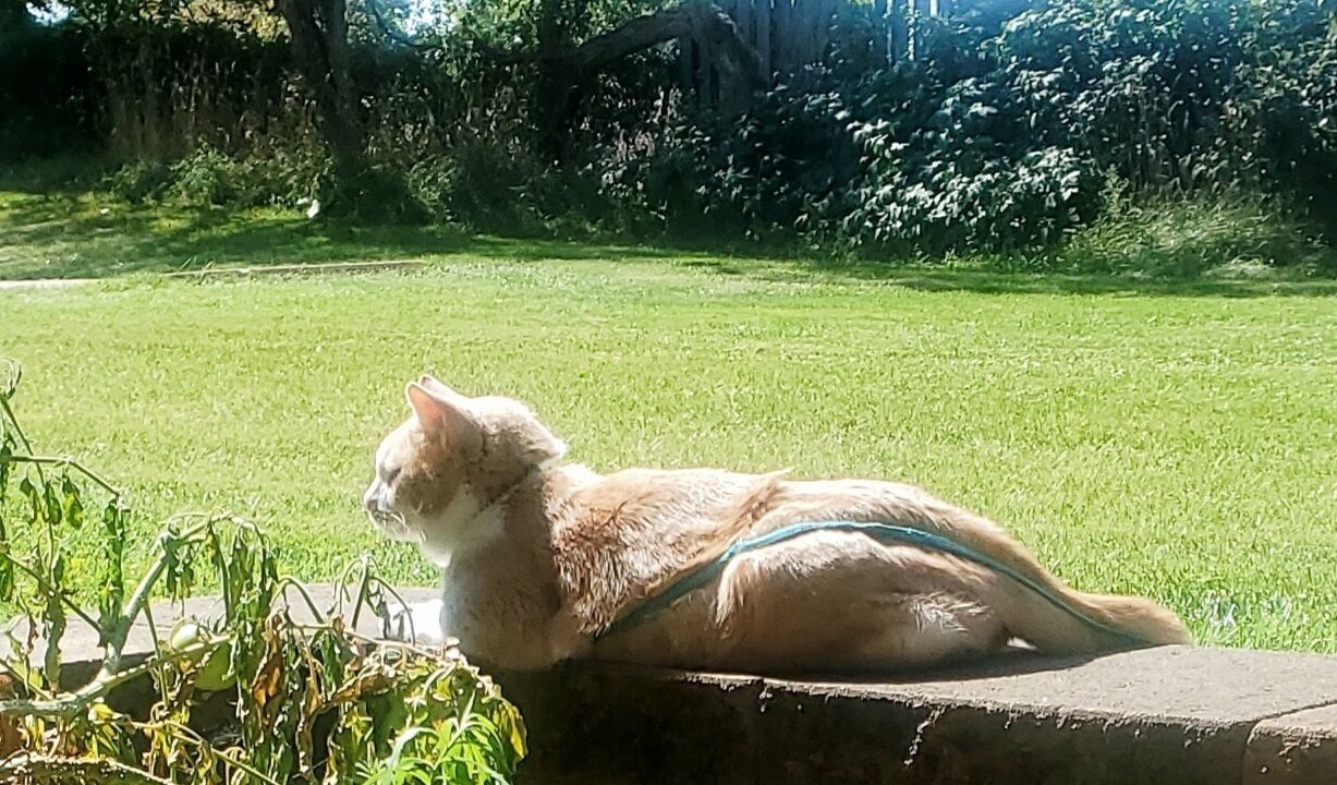 Photo of Outdoor in Brunswick