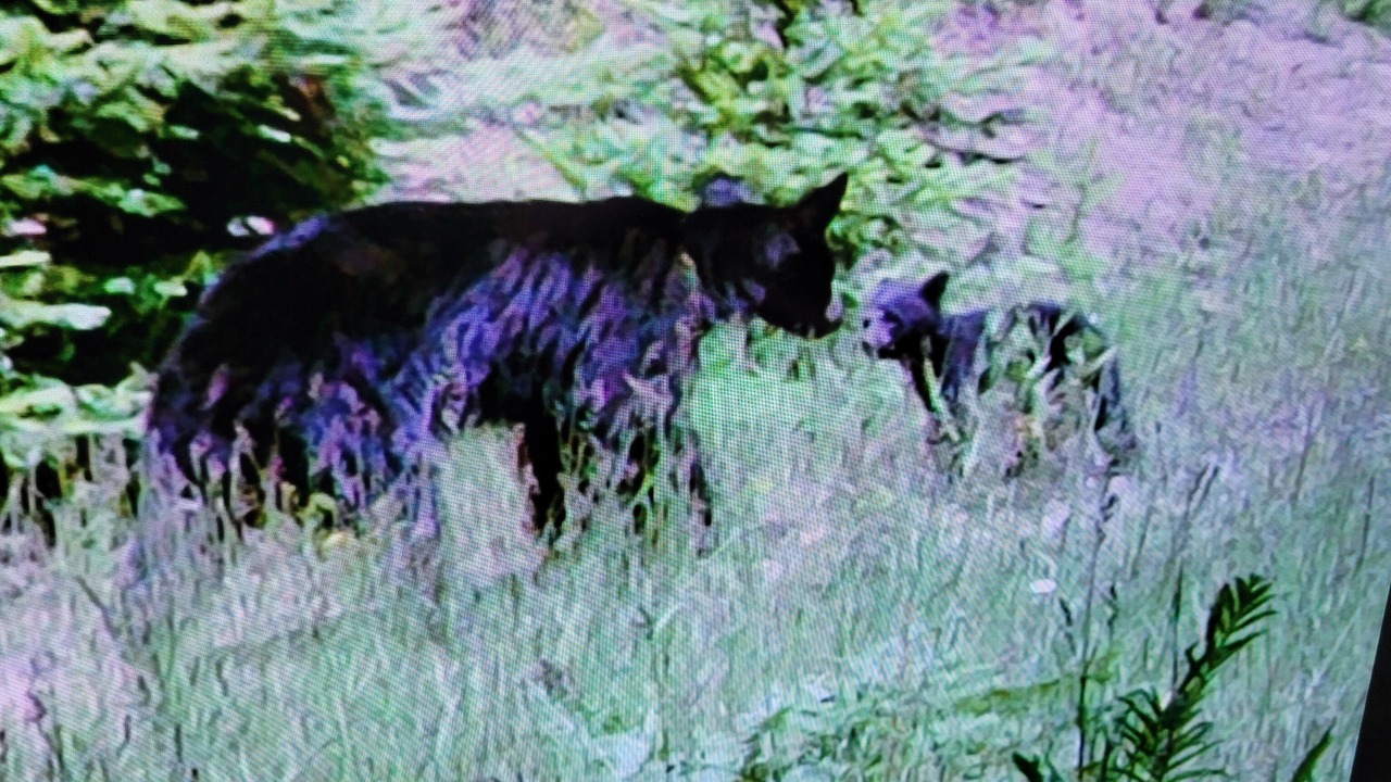 Photo of Others in Coeur d'Alene