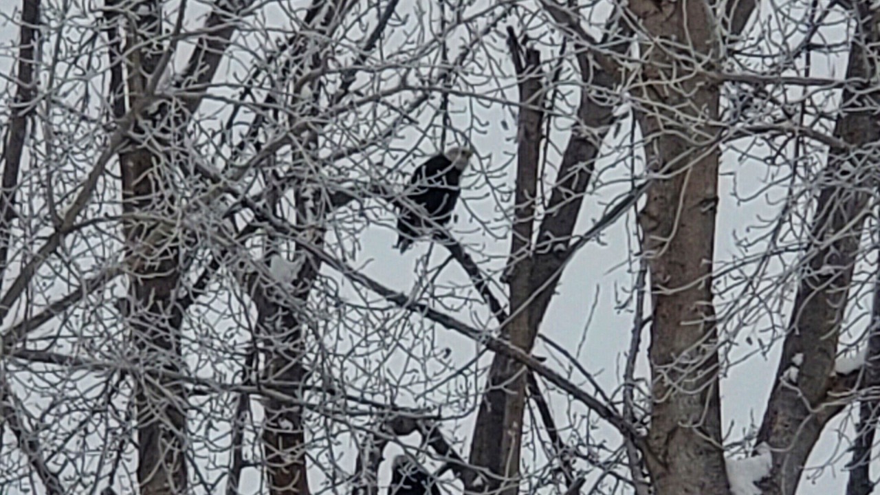 Photo of Others in Libby