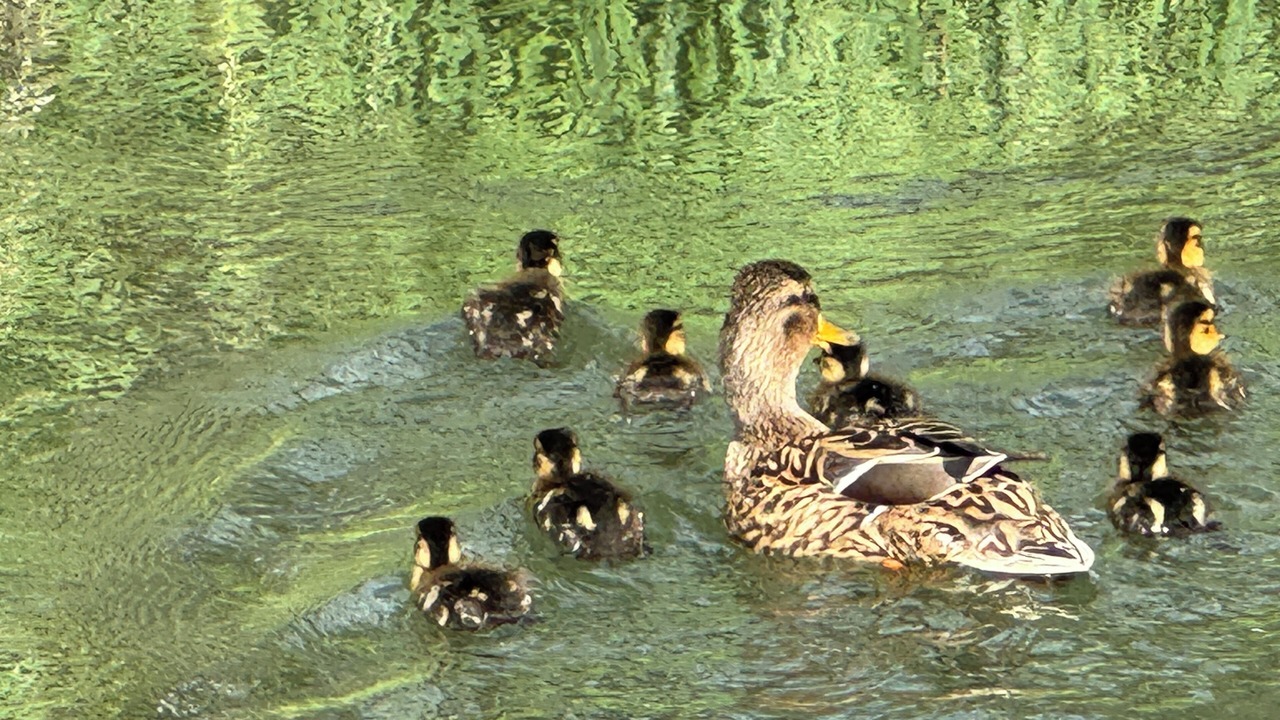 Photo of Others in West Valley
