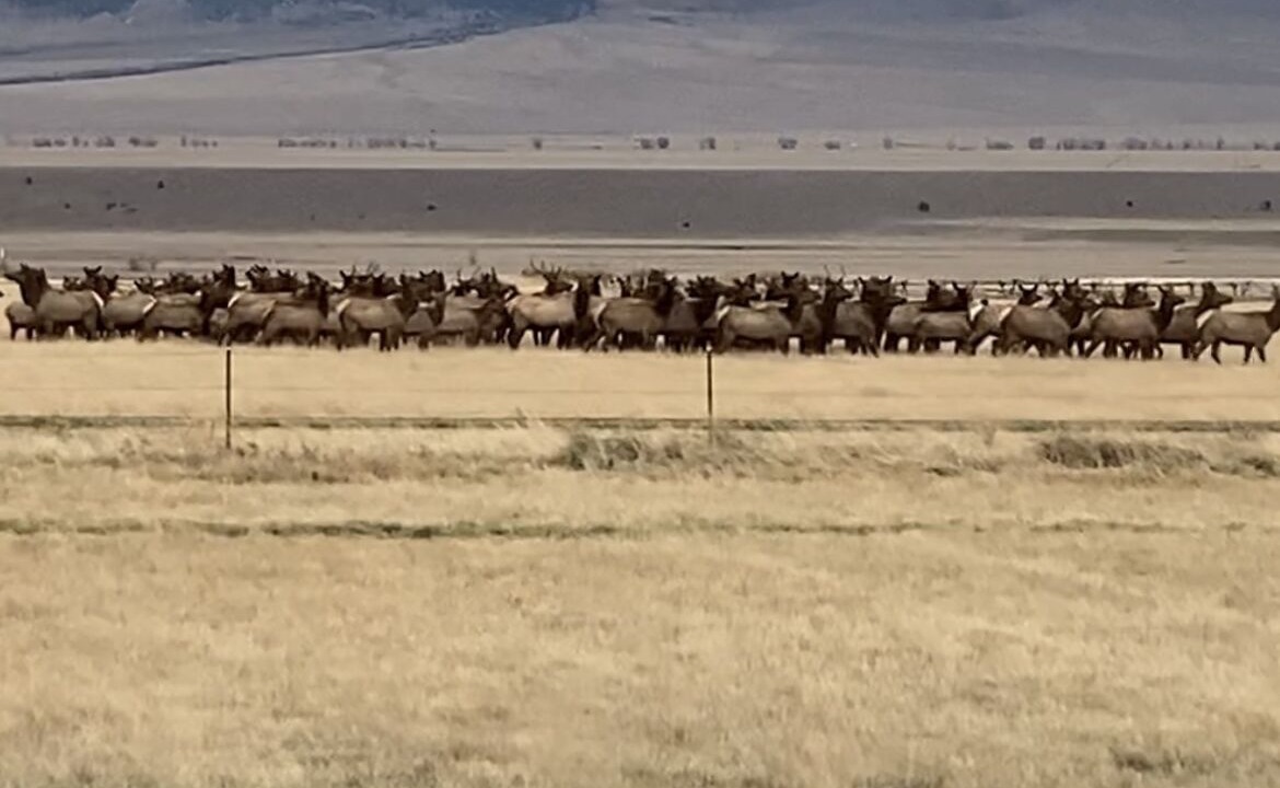 Photo of Others in Shining Mountains