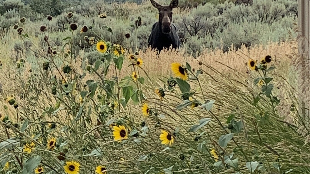 Photo of Outdoor in Sweetwater