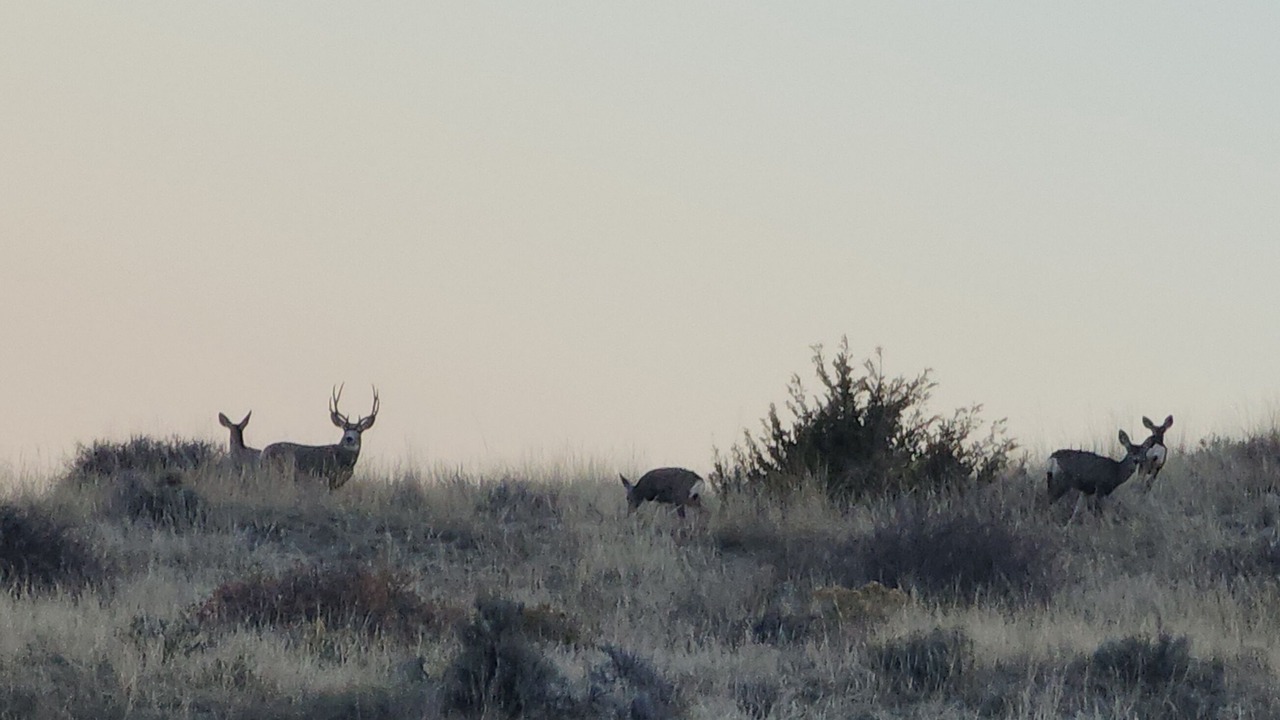 Photo of Others in Three Forks