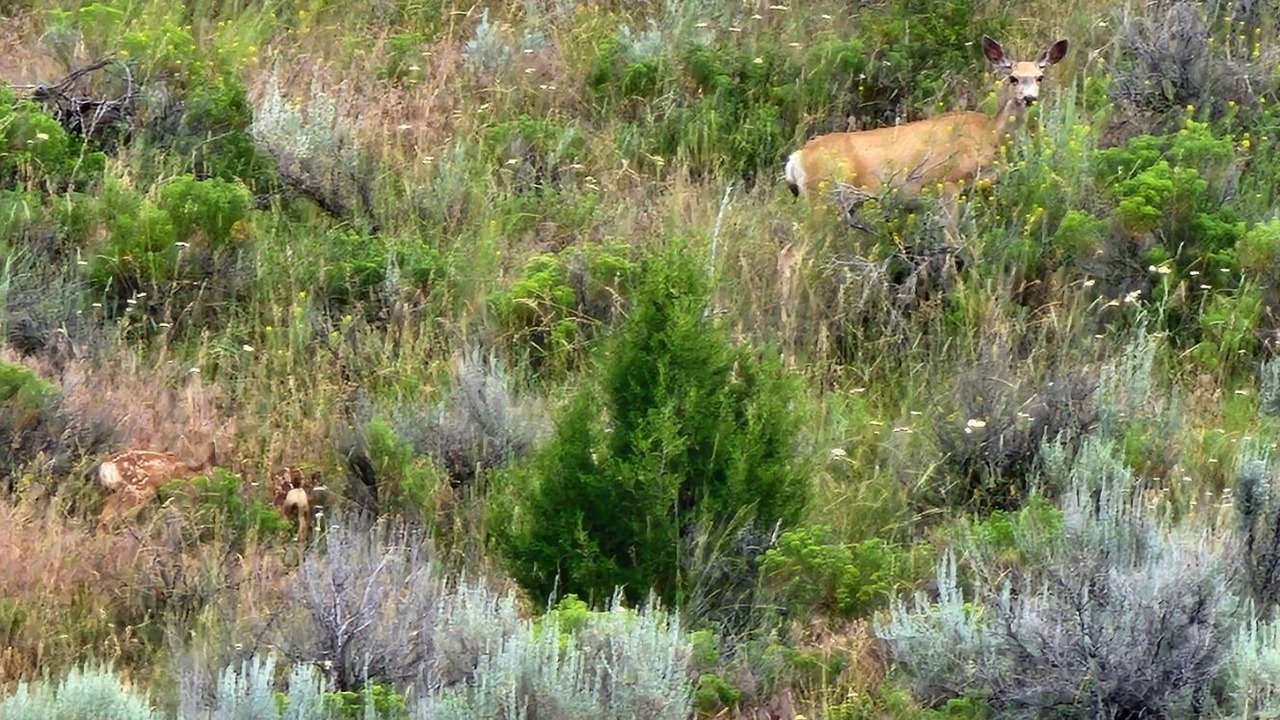 Photo of Outdoor in Three Forks