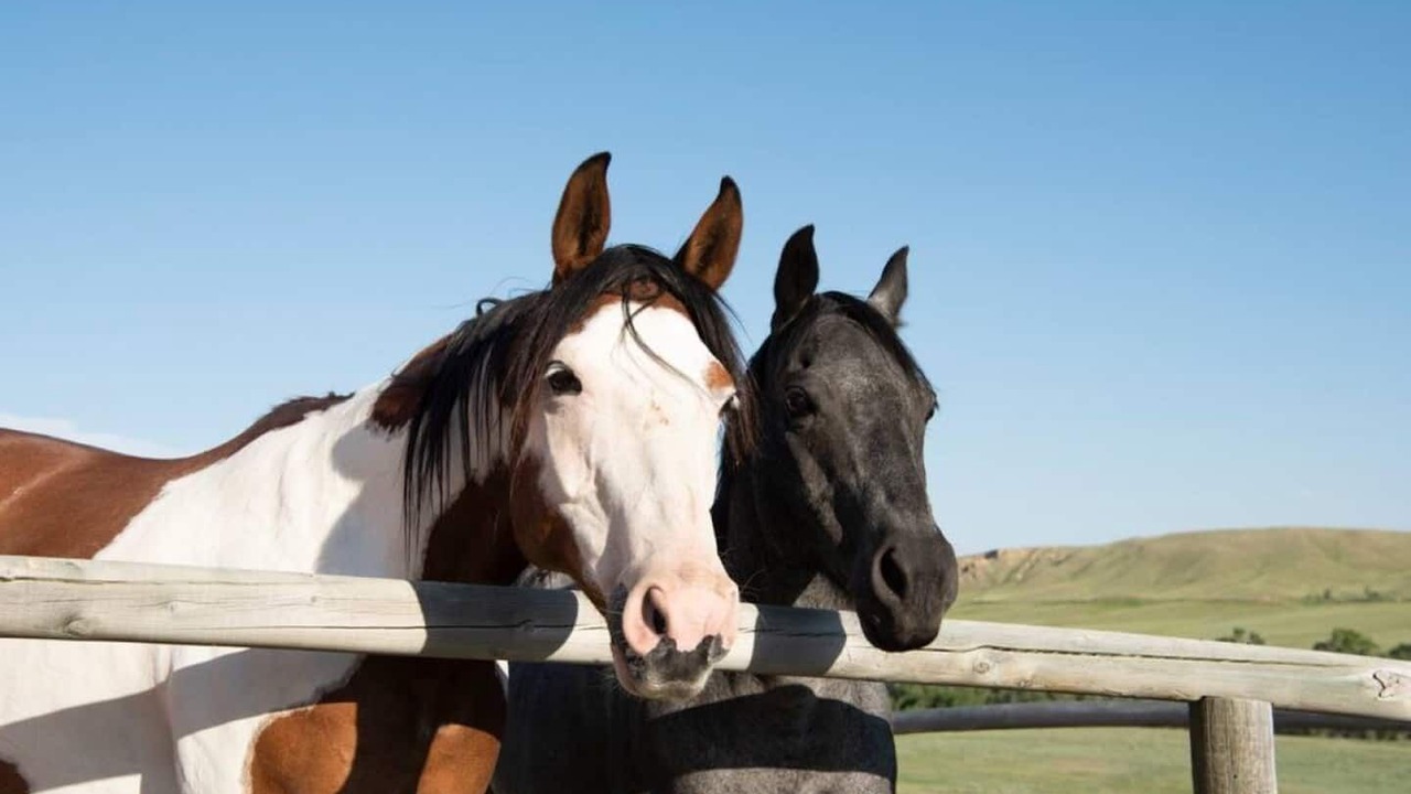 Photo of Others in Saddlestring