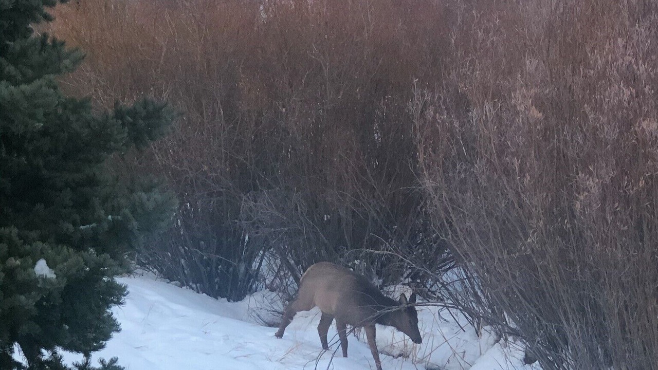 Photo of Others in Elkhorn Village