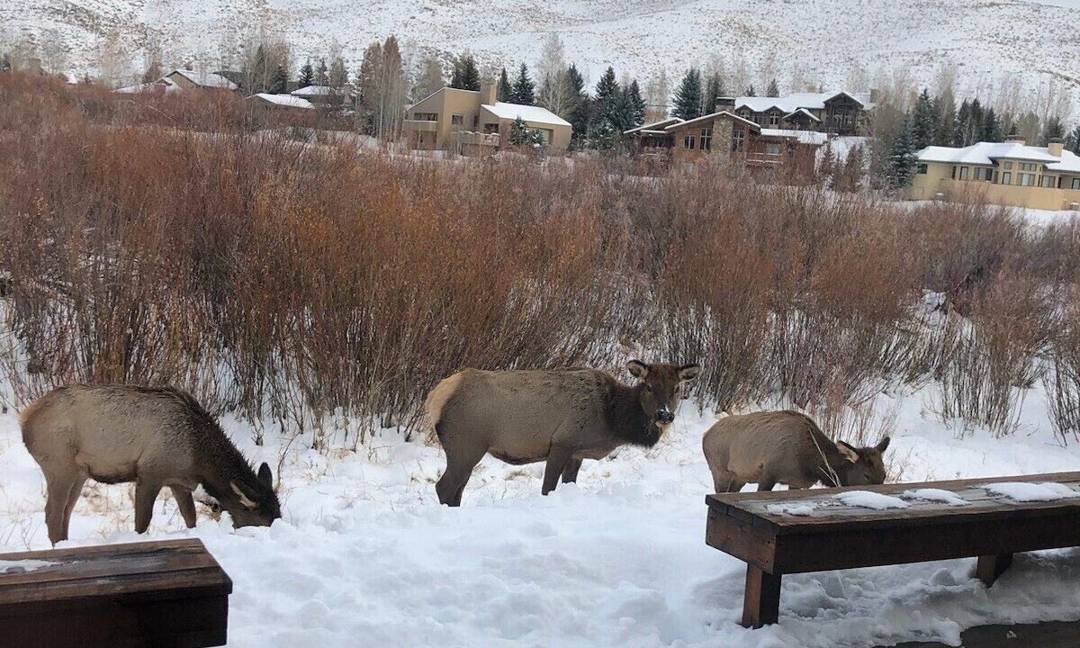 Photo of Outdoor in Elkhorn Village