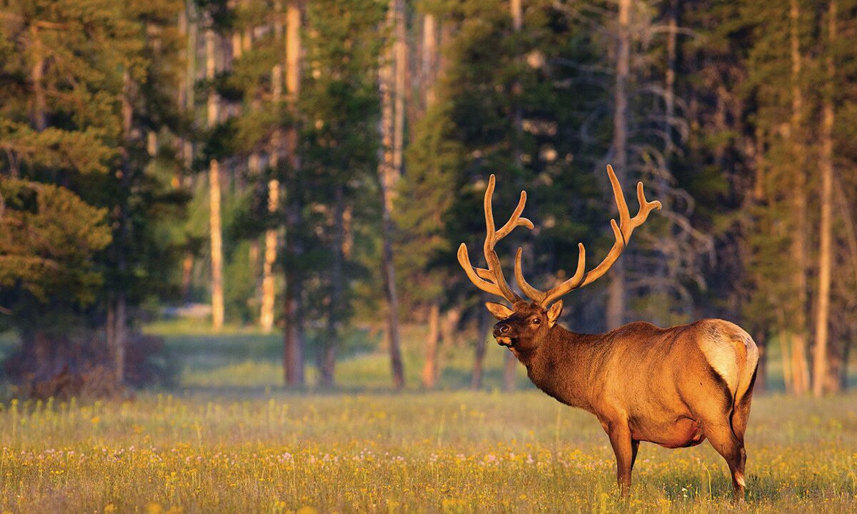 Photo of Others in Hoback Junction