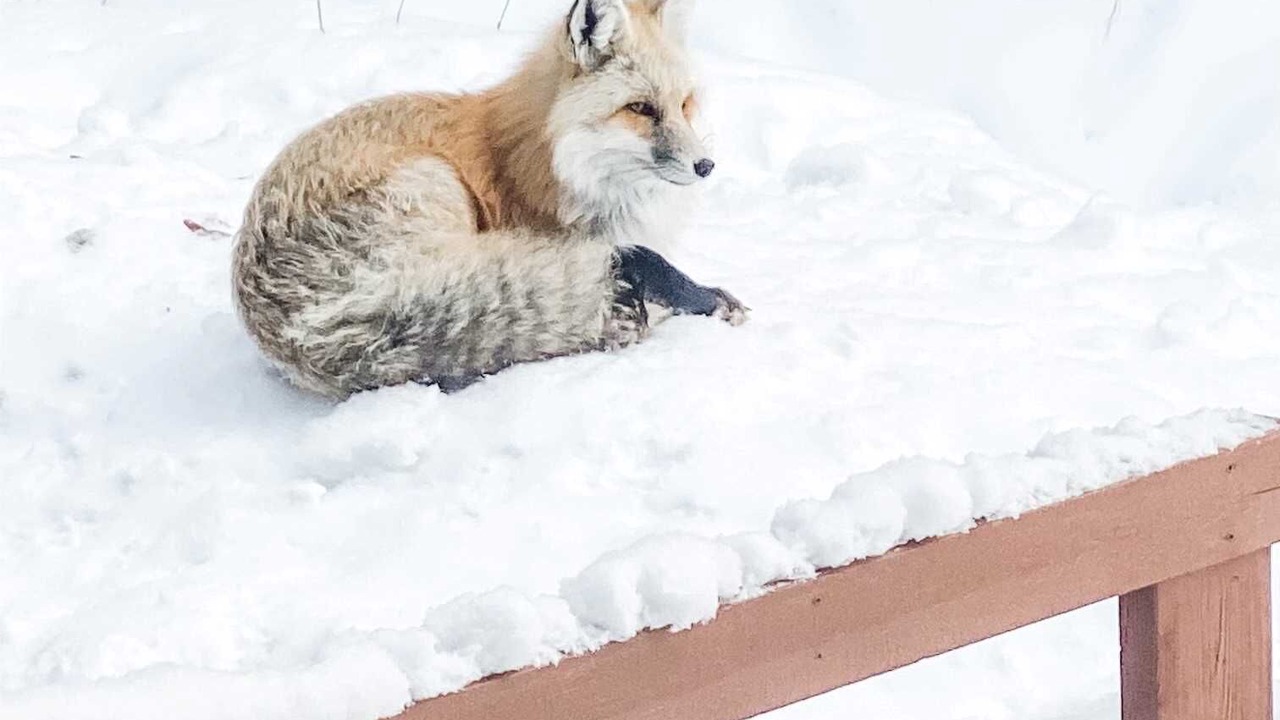 Photo of Others in Jackson Hole