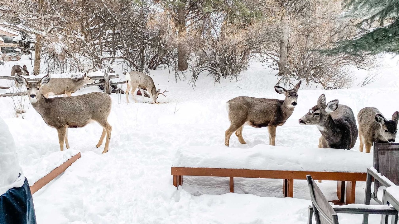 Photo of Others in Jackson Hole