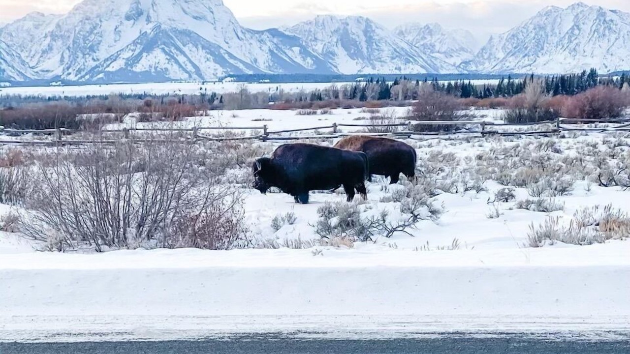Photo of Others in Jackson Hole