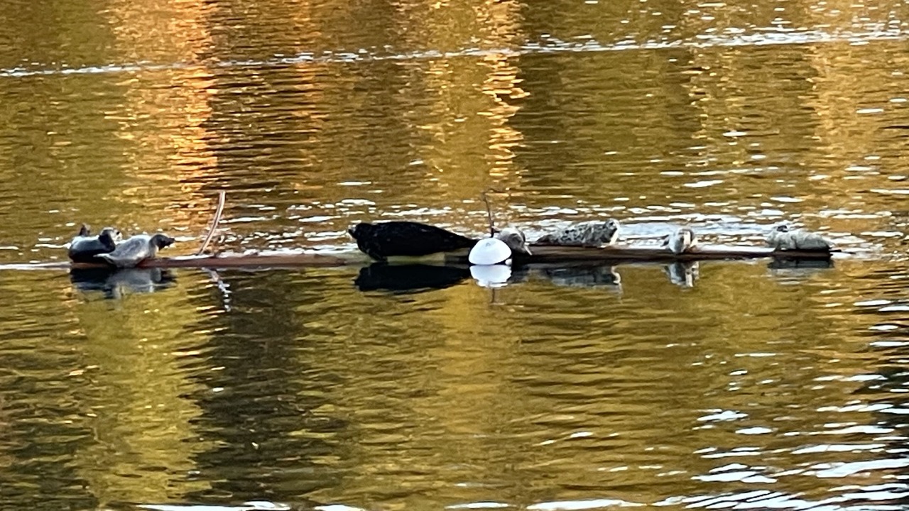 Photo of Others in Lilliwaup