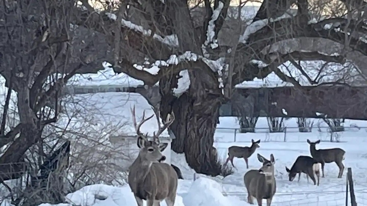 Photo of Outdoor in Heber