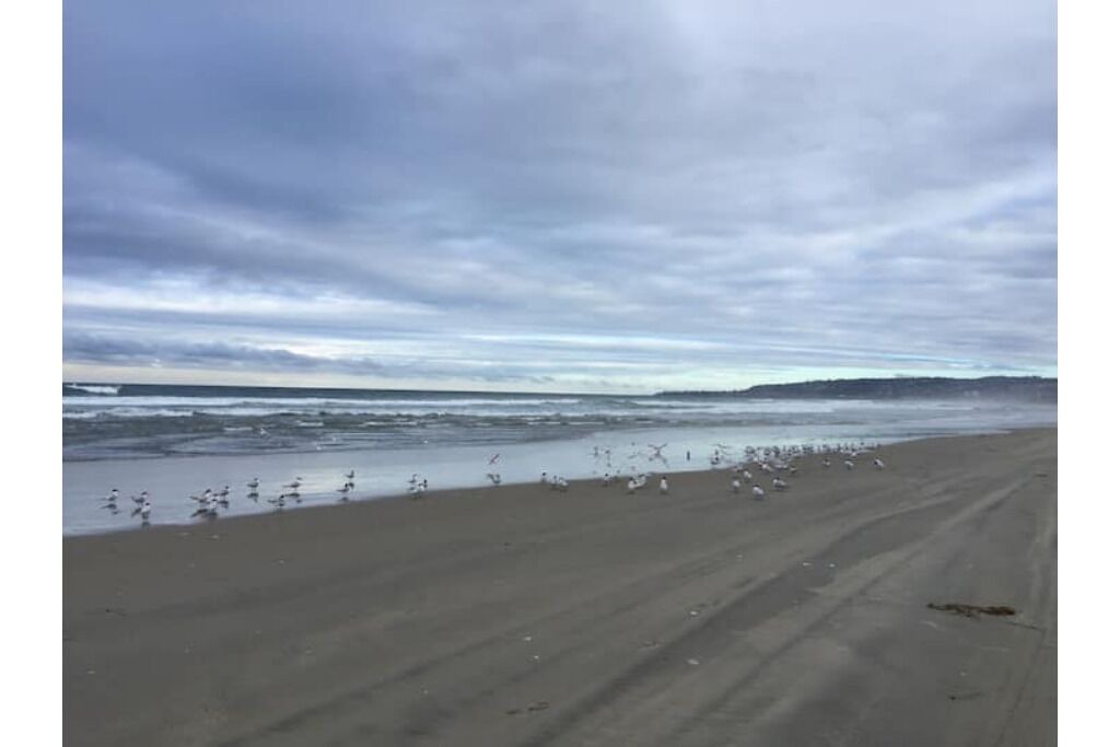 Photo of Others in South Mission Beach