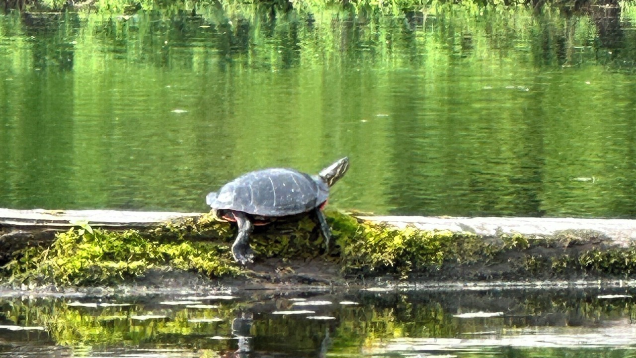 Photo of Others in Twin Lakes
