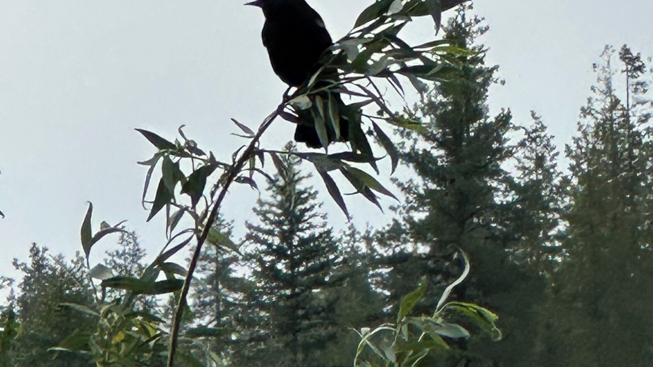 Photo of Others in Twin Lakes