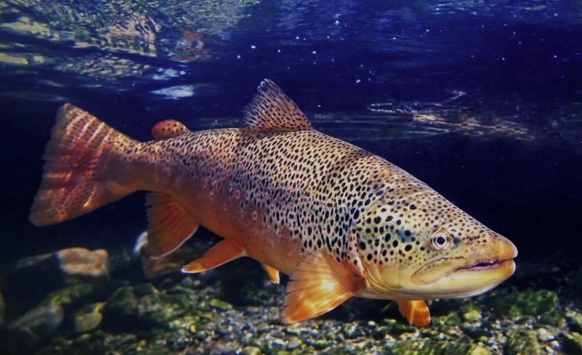 Photo of Others in Wise River