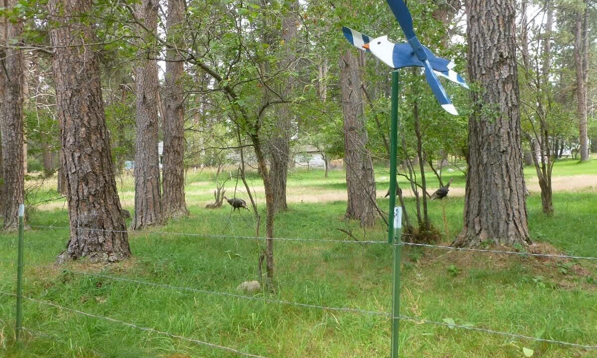 Photo of Others in Saddlestring