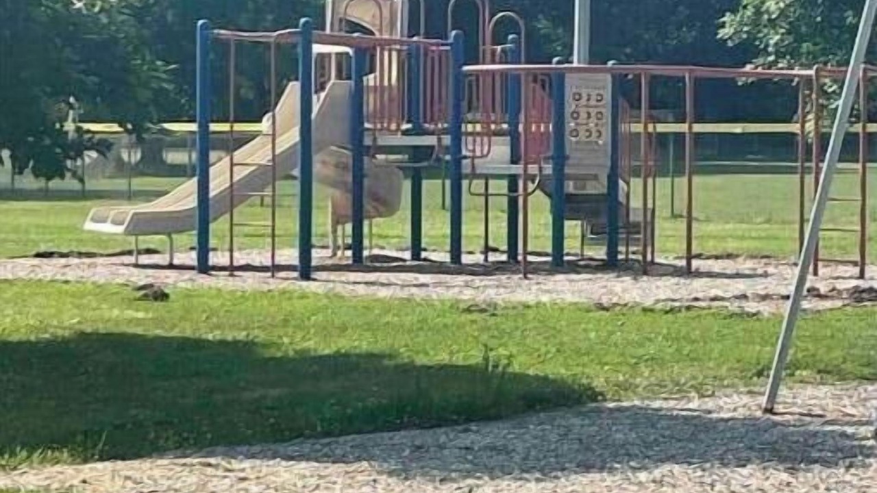 Photo of Others in Vermilion