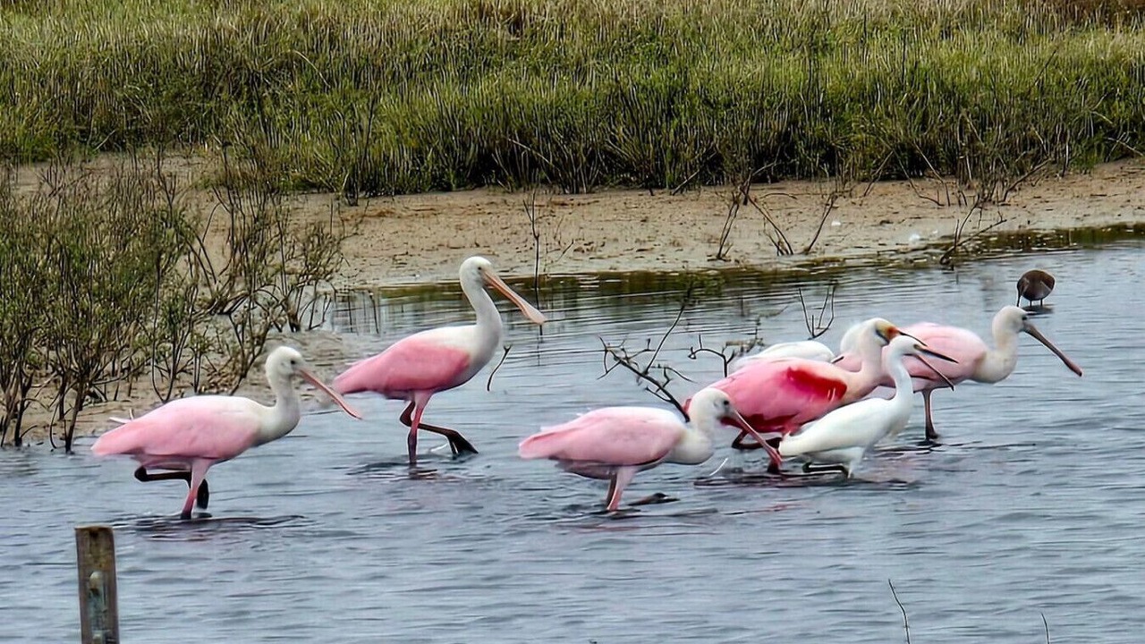 Photo of Others in Port Lavaca
