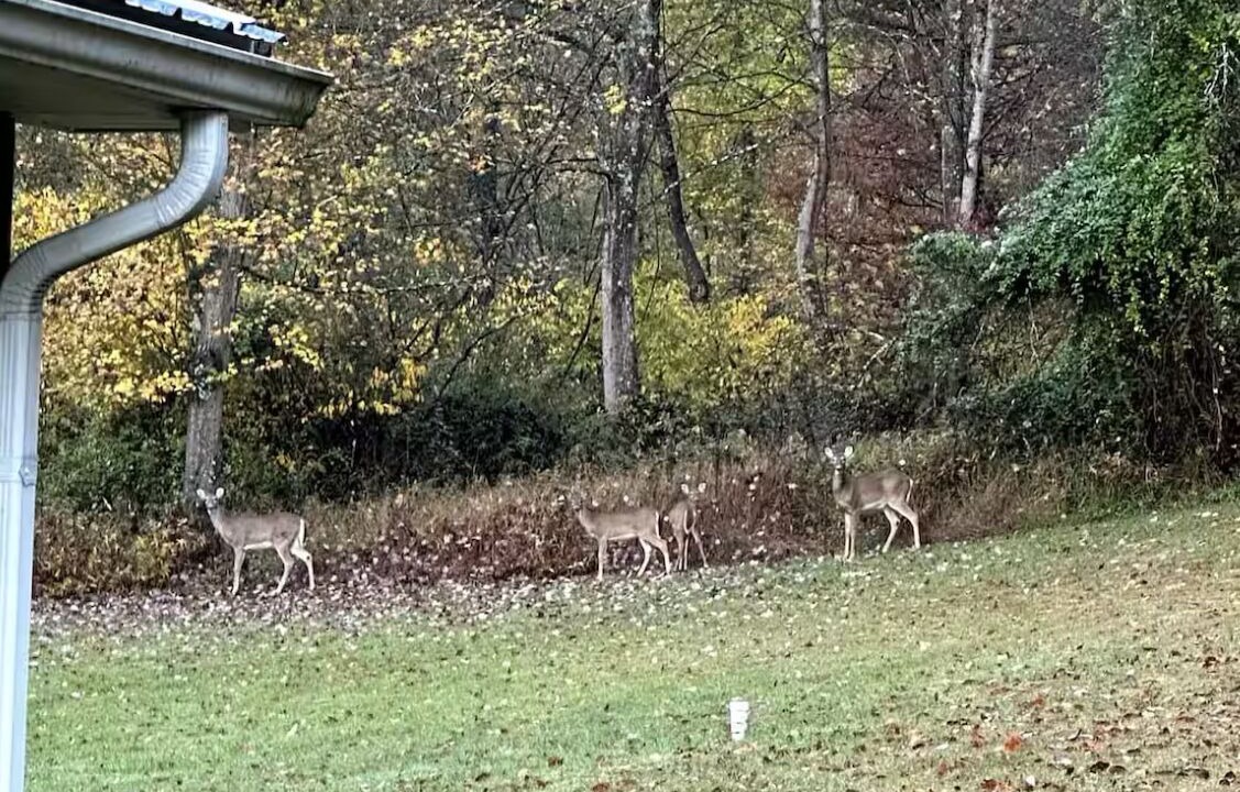 Photo of Others in Rockbridge