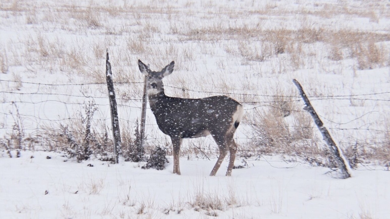 Photo of Others in Duchesne County