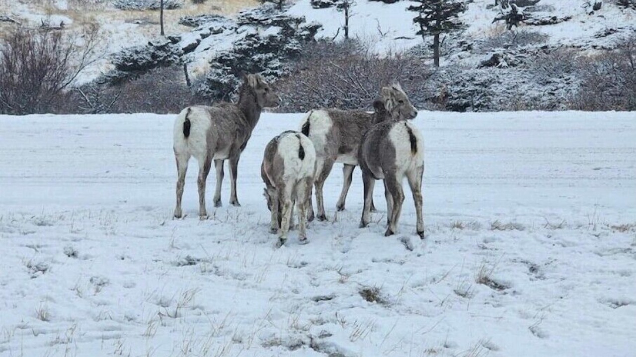 Photo of Others in Nye