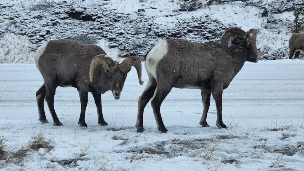Photo of Others in Nye