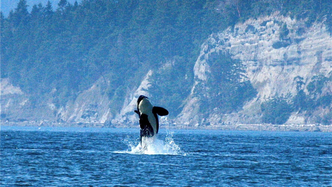 Photo of Others in Anacortes