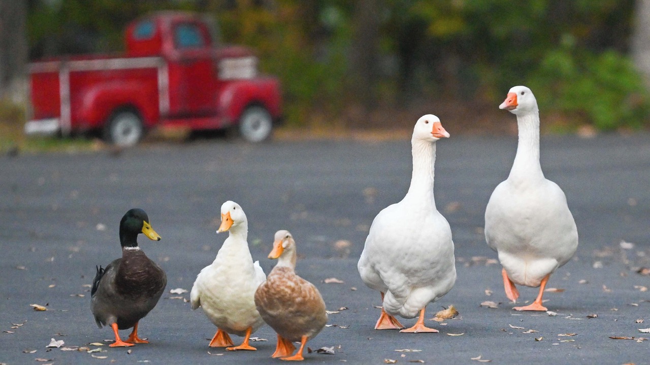 Photo of Others in Glen Allen