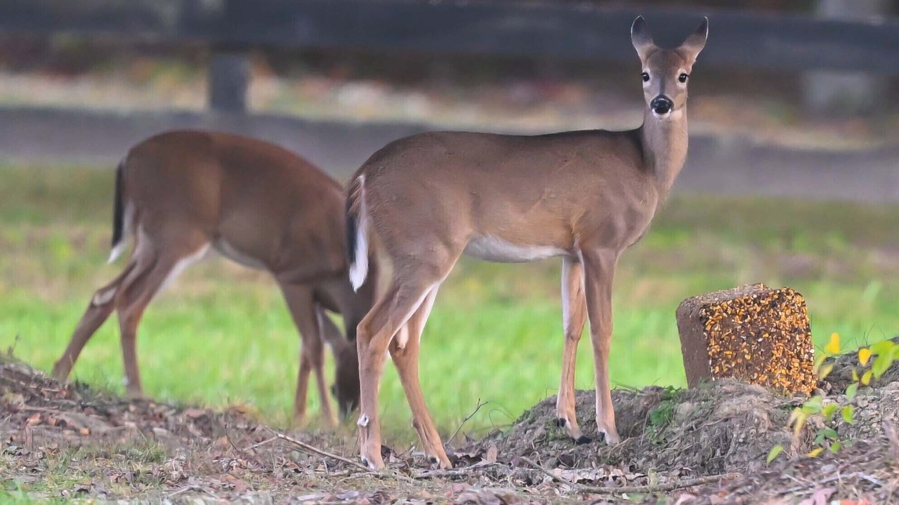 Photo of Others in Glen Allen