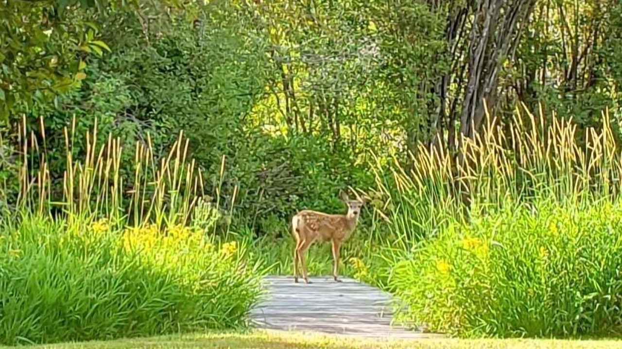Photo of Others in Moose Wilson Road