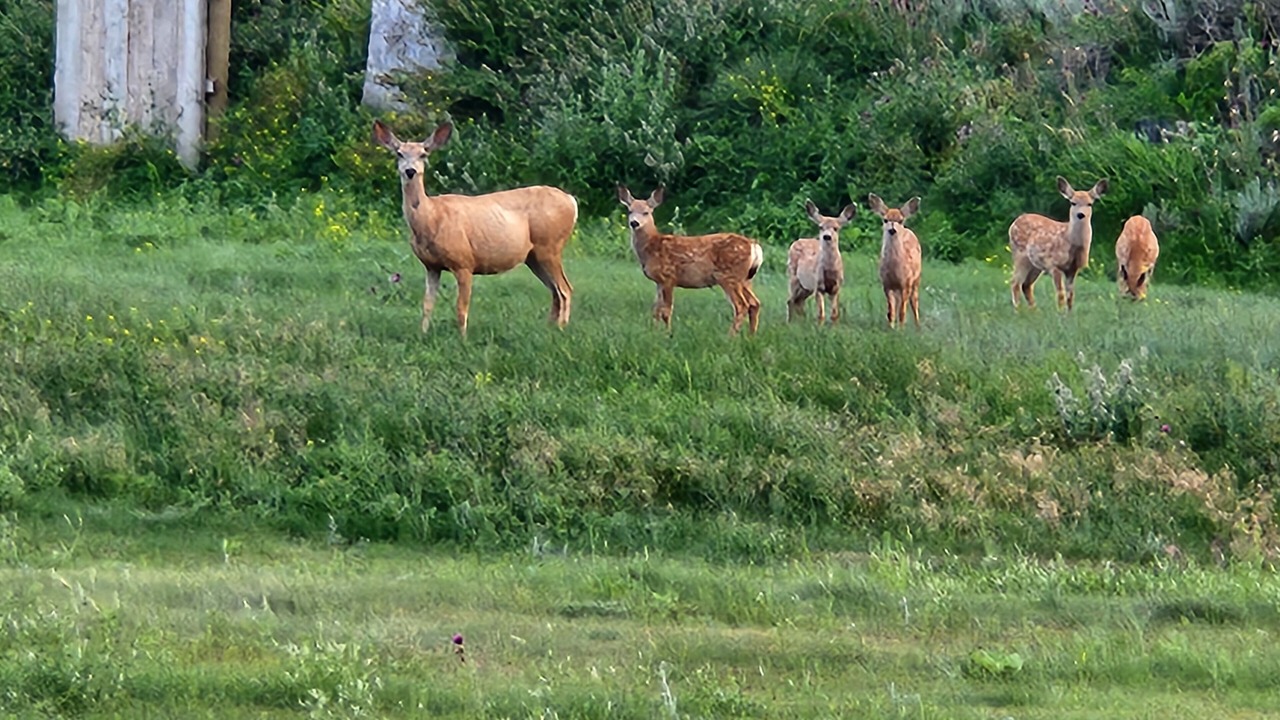 Photo of Outdoor in Broadwater County