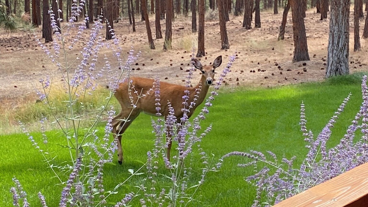 Photo of Outdoor in Stevensville