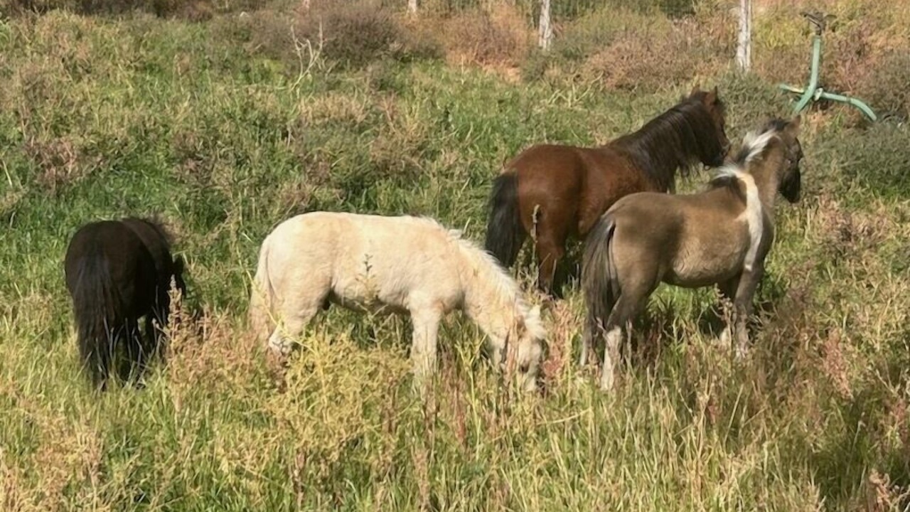 Photo of Others in Torrey
